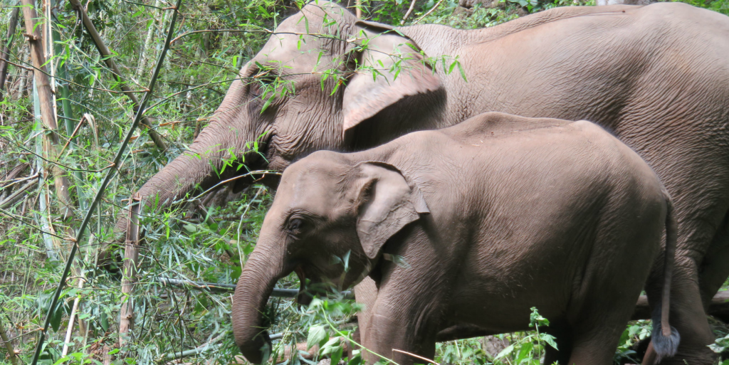  volontär med elefanter och lära sig att spåra och analysera deras beteende på GVI: s wildlife conservation praktik.