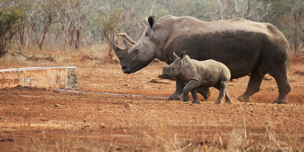  Aider à conserver les espèces menacées comme le rhinocéros 