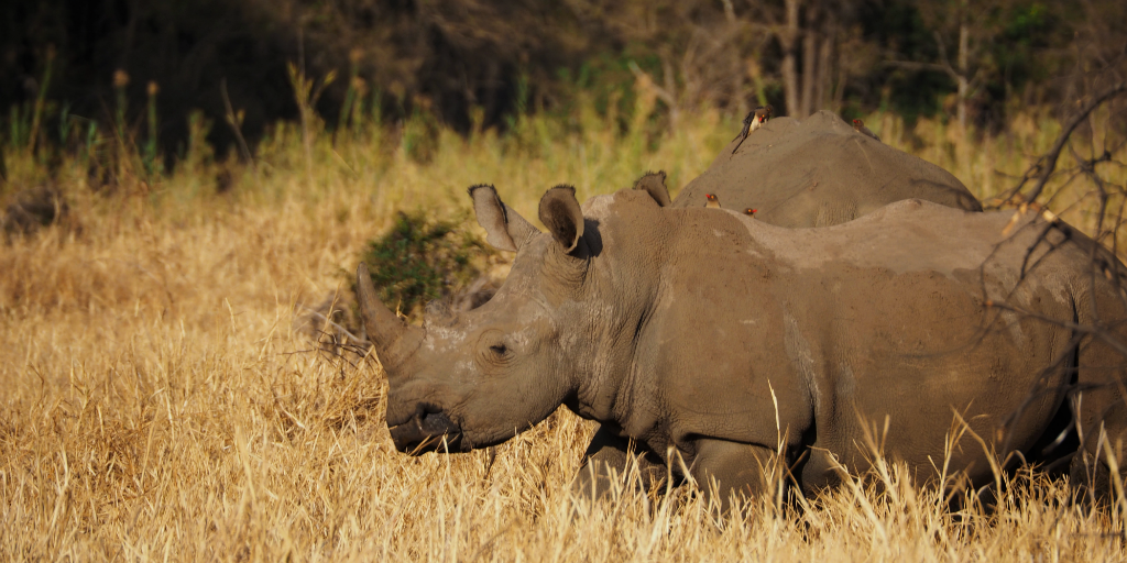 南アフリカでボランティアを行い、サイのような絶滅危惧種の保全に貢献する