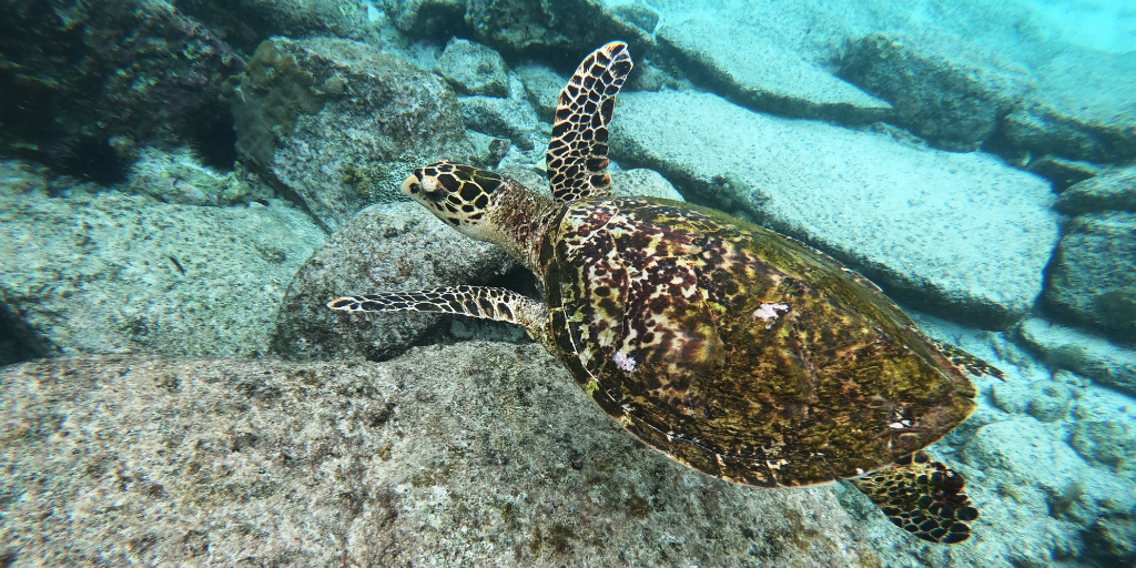  las tortugas marinas también deben conservarse