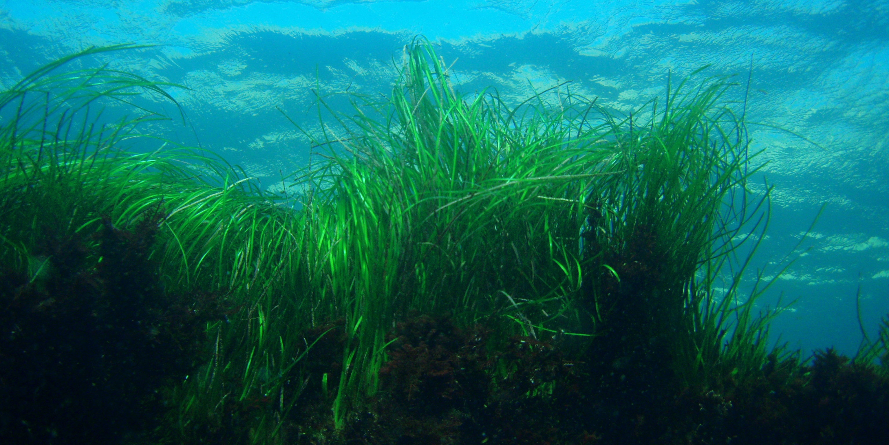 The importance of seagrass: Why we should conserve this marine habitat